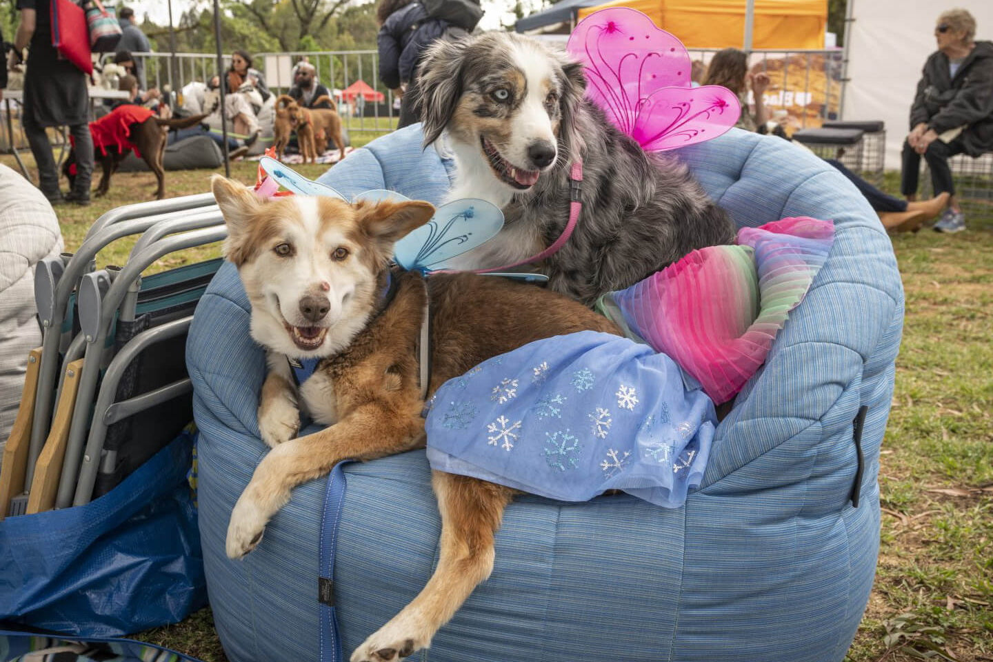 Melbourne Dogapalooza Pet Festival